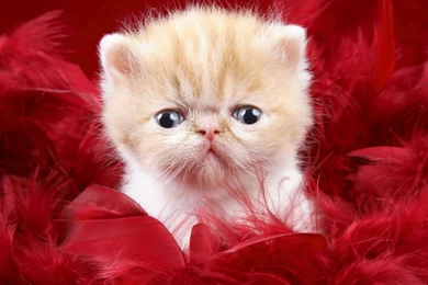 Cute Wallpapers   22702