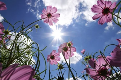 21 Summer iPad Wallpapers