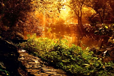 The Mysterious Forest Animated Wallpapers Http://www ...