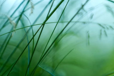 Beautiful Image Of Nature, Green Scene, Simple And Impressive ...