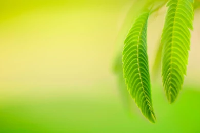 Nature, Green Leaves, Macro, Simple Backgrounds   HD Wallpapers