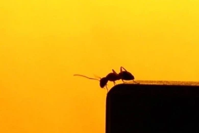 TAP AND GET THE FREE APP! Animals Ant Yellow Insect Minimalistic ...