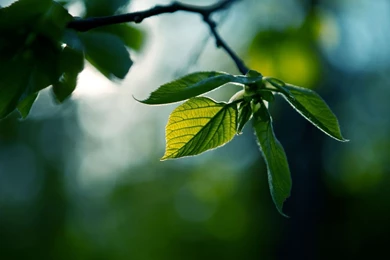 Wallpapers Beautiful Full Hd DF6