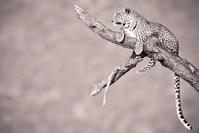 Jaguar Animal HD Wallpapers