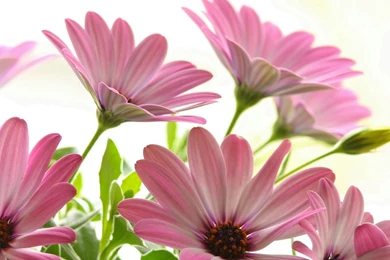 Beautiful Pictures Wallpapers   HD Wallpapers Lovely