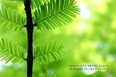 Pictures > Christian Desktop Wallpapers With Bible Verses In English