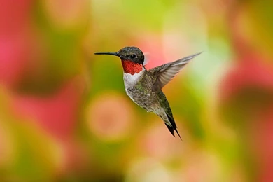 Flying Beautiful Bird HD Wallpapers