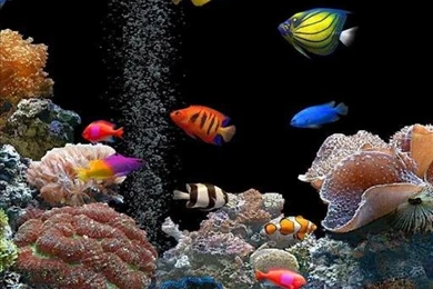 Download Gratis Aquarium Wallpapers Animasi,Gratis Aquarium ...