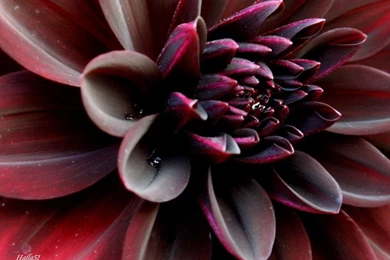 Black Dahlia By Halla51 On DeviantArt