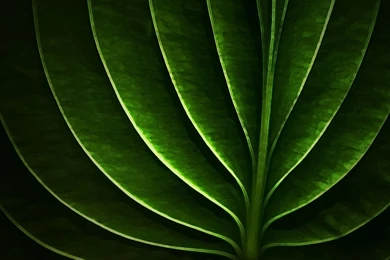 Neon Leaf Wallpapers And Images   Wallpapers, Pictures, Photos