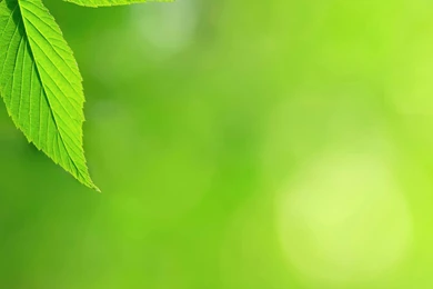 Mint Leaf Nature iPad 3 Wallpapers