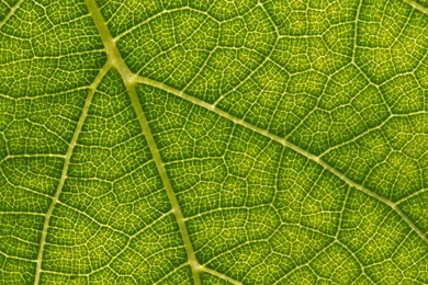 Leaf Wallpapers   Nature Wallpapers