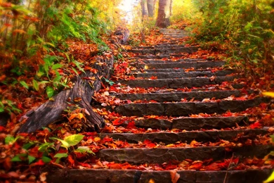 Autumn, Leaves, Landscape, 2560x1440 HD Wallpapers And FREE Stock Photo