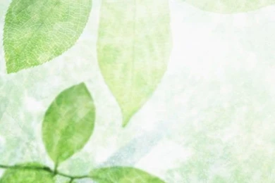 iPhone 4 Leaf Wallpapers 08 Wallpapers,Nature Wallpapers & Pictures ...