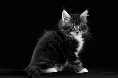 Maine Coon   Black And White: Free Wallpapers Free   2560 X 1440 ...