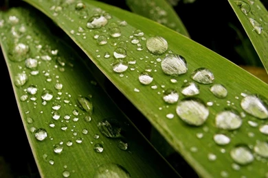 Leaf Wallpapers 1280x960