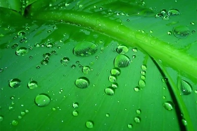 Summer Leaves Wallpapers   Crazy Frankenstein