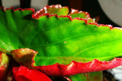 Exotic_leaf_1318.jpg