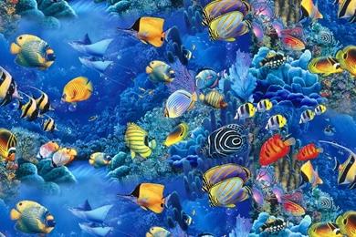 Fish Wallpapers Hd Awesome   Fullwidehd.com