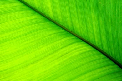 Green leaf hd.jpg