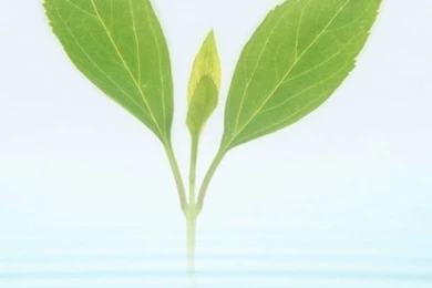 iPhone 4 Leaf Wallpapers 04 Wallpapers,Nature Wallpapers & Pictures ...