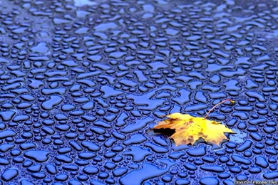 Autumn Leaf Wallpapers 2   Seasonal   Crazy Frankenstein