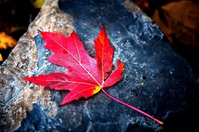 Red Leaf Wallpapers