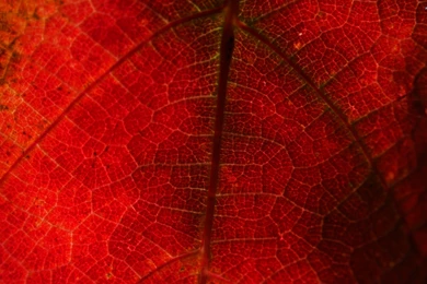 Red Grape Leaf Wallpapers   Nature Wallpapers
