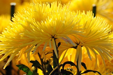 Flowers Wallpaper Desktop.jpg