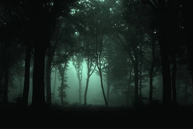 Trees Dark Forest Wallpapers   (