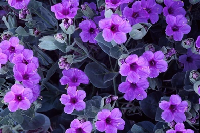 Violet Flowers Desktop Wallpaper, Violet Flowers Images, New ...