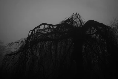 Trees Fog Mist Mood Bokeh Park Garden Druid Nature Dark Wallpapers ...