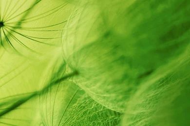 Oppo R7 Wallpaper: Nature Android Wallpapers Mobile Android Wallpapers