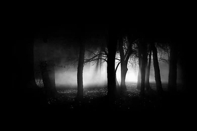 Dark Trees HD Wallpapers – Wallpaper202