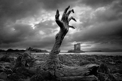 Tree Wallpapers 61 Backgrounds