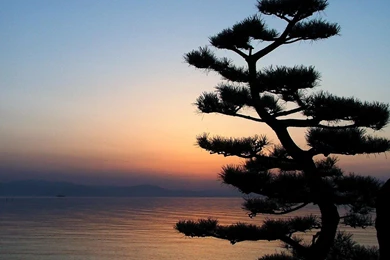 Wallpapers Tree Pictures Dark Tree Sunset   1515647