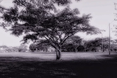 1920x1200 Dark Tree Desktop PC And Mac Wallpapers