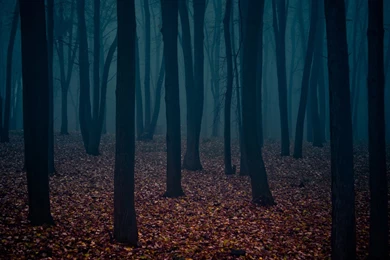 Dark Fall Fog Forest Leaves Trees HD Wallpapers