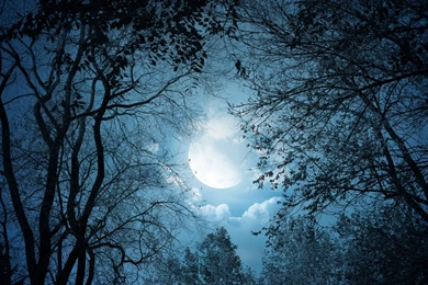 1920x1200 Dark Trees Full Moon Night Desktop PC And Mac Wallpapers