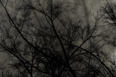 Download Wallpapers 1080x1920 Trees, Branches, Dark, Night Sony ...