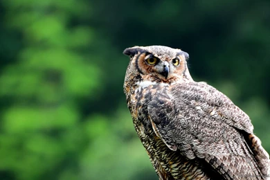 Owl – Page 2 – Windows 10 Wallpapers