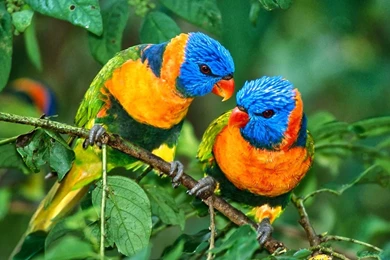 Lorikeet Bird HD Wallpapers