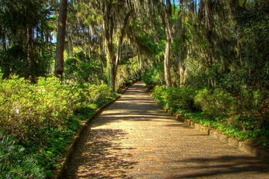 Plants, Green, Fresh, Flowers, Widescreen, Cool Wallpapers ...