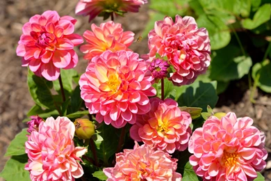 Organic Photos, Plants, Iphone Desktop Images, Samsung Nature ...