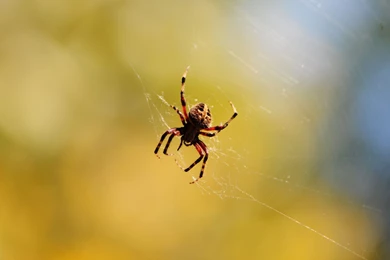 Free Spider Wallpapers Wallpapers Cave