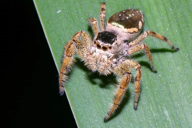 Free Jumping Spider Wallpapers Download Animals Town