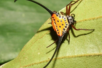 Spider Wallpapers 1600x1200 Wallpapers, 1600x1200 Wallpapers ...