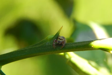 Cute Jump Spider Wallpaper,spider HD Wallpaper,jump HD Wallpapers ...