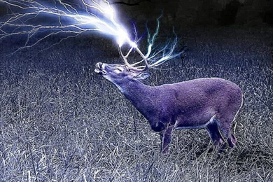 Cool Hd Skull Wallpapers