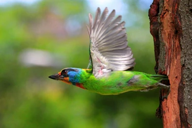 Free Download Birds & Animals HD Wallpapers. Download HQ ...